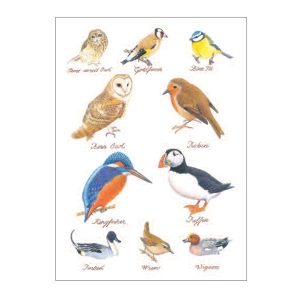 CLANNA CARDS 214 BRITISH BIRDS- BLANK
