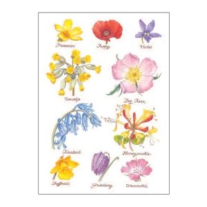 CLANNA CARDS 212 WILD FLOWERS - BLANK