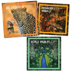 WILDLIFE/BIG CATS SQUARE CALENDAR(12s)