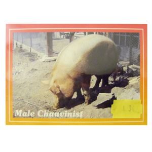 MALE CHAUVINIST PIG POSTCARDS (100s) *