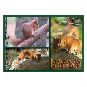 POSTCARD: RED SQUIRRELS ISLE OF WIGHT