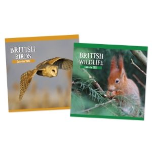 UK BIRDS/WILDLIFE SQUARE CALENDAR (12s)