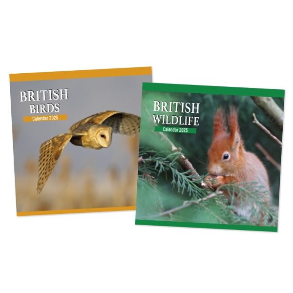 UK BIRDS/WILDLIFE SQUARE CALENDAR (12s)